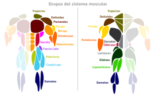 Grupos musuculares