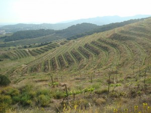 Viñedos